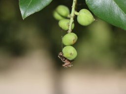 hava &raquo; Prunus